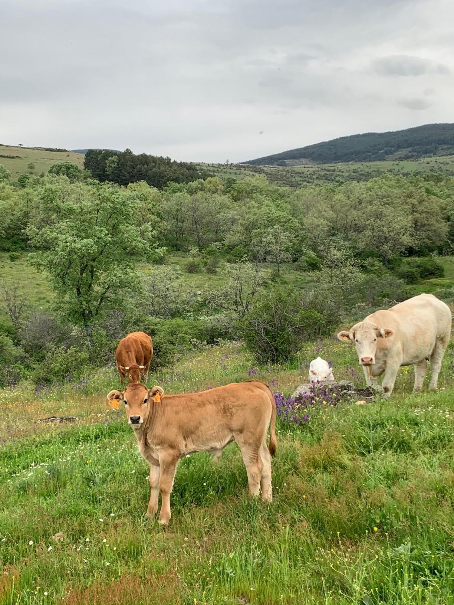 Al Viento, Alojamiento & Turismo Rural Pradena Del Rincon Eksteriør bilde